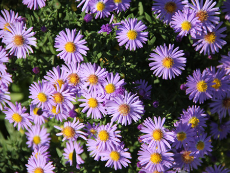 Herbstastern