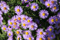 Herbstastern