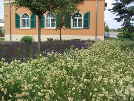 Pflanzung am Steffenbau