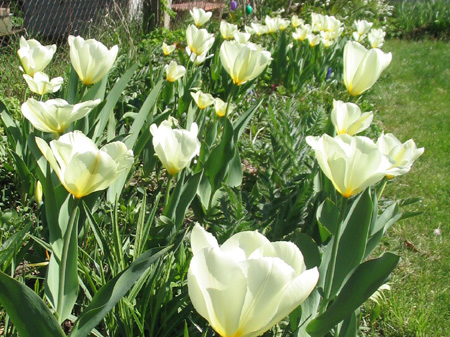 Tulpen