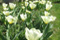 Tulpen