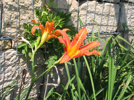 Hemerocallis