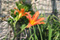 Hemerocallis