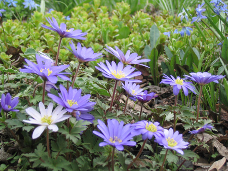 Freital Wiesengrten - Anemone blanda