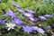 Freital Wiesengrten - Anemone blanda