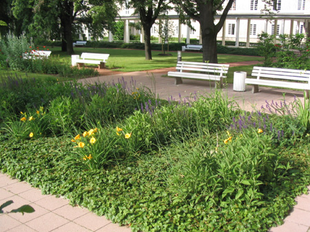 Pflanzung im Sommer