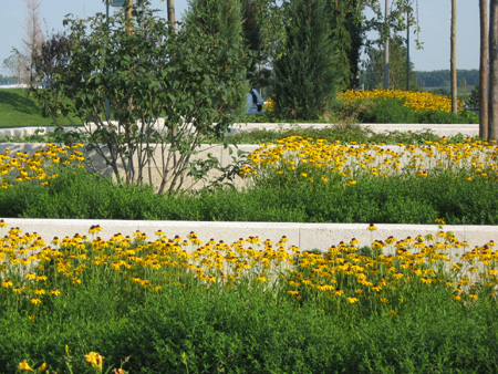 Staudenpflanzung mit Rudbeckia