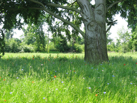 Wildblumenwiese
