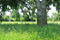 Mühlberg - Klosterpark