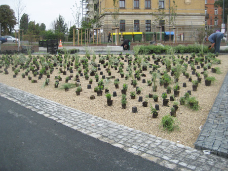 Pflanzarbeiten Staudenbeet